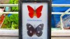  Real 2 Mix Beautiful Butterfly in Frame Display Insect Taxidermy 