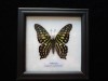  Tailed Jay Real Butterfly Display Graphium Agamemnon Taxidermy 